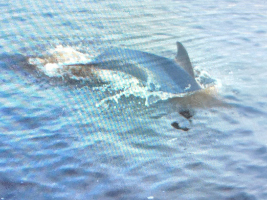 Port Sanibel Marina-迈尔斯堡必去景点