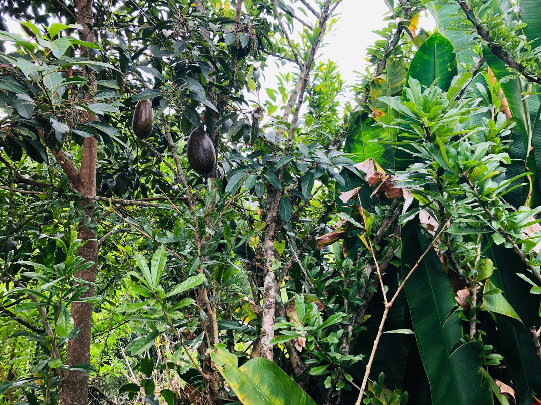 Caldono旅游攻略图片