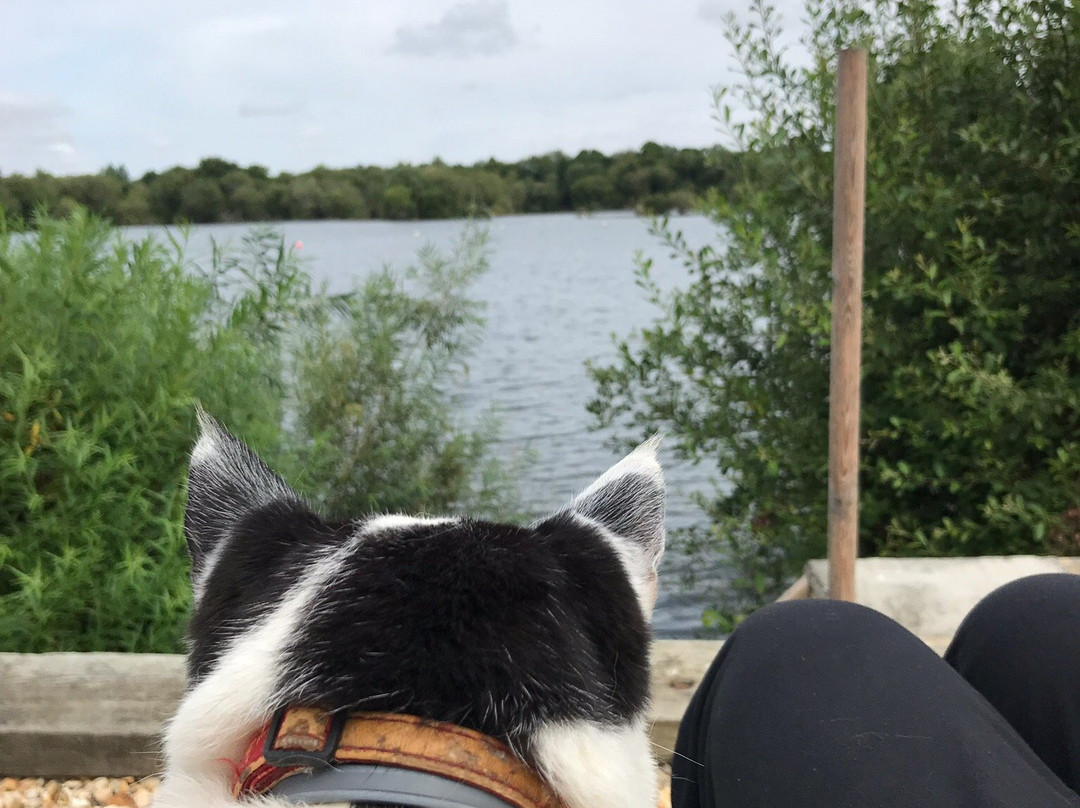 The Shimmerings主图