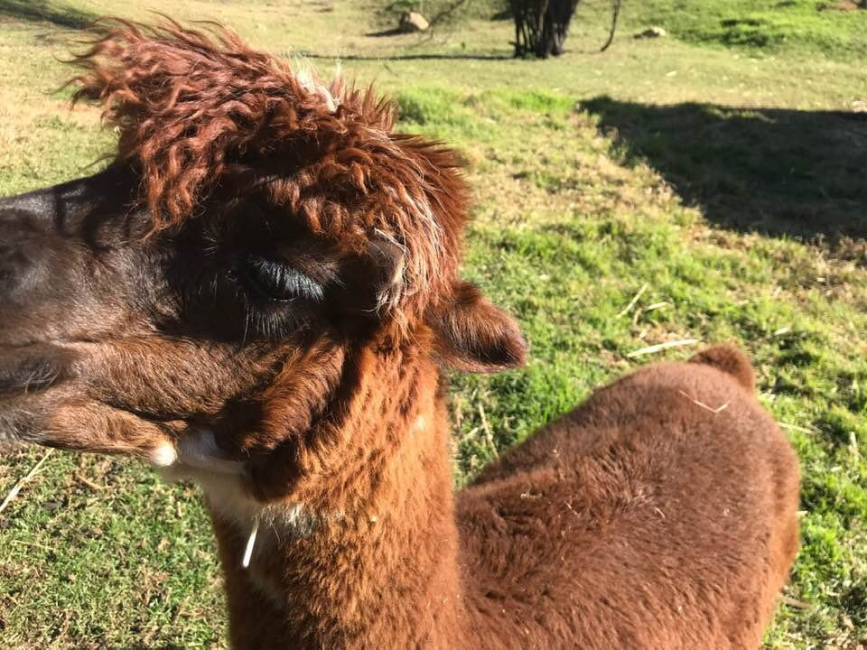 Humming Mountain Alpacas景点图片
