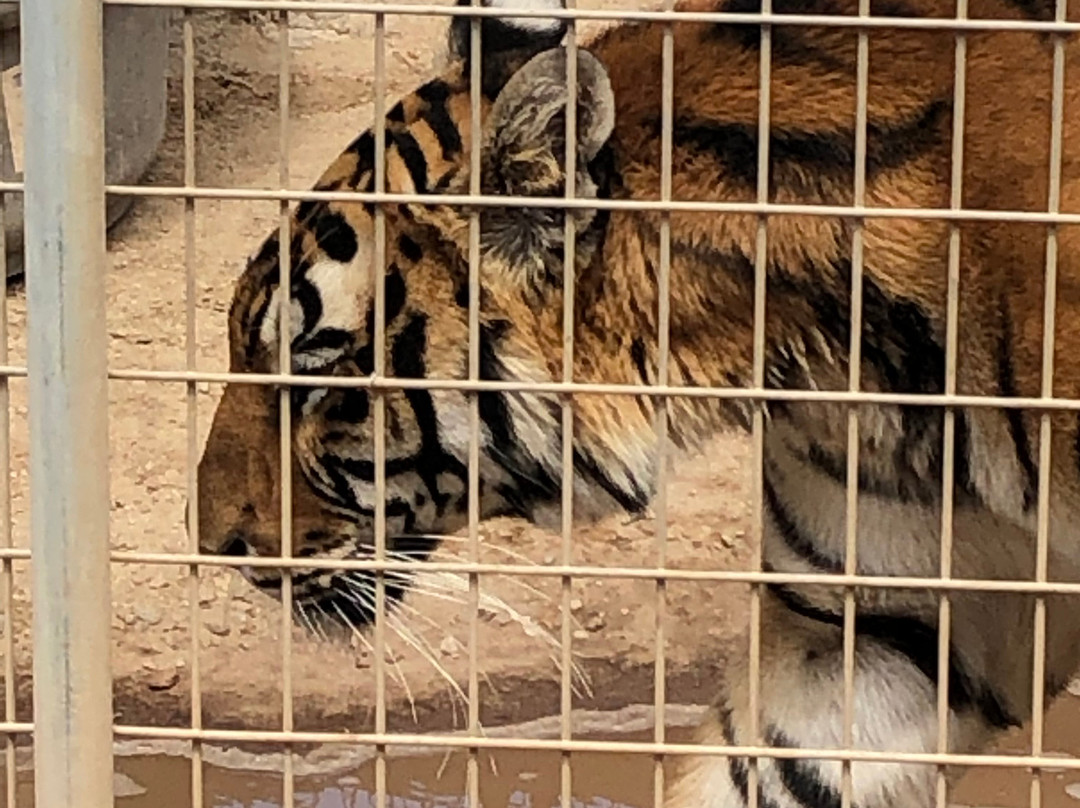 Forever Wild Exotic Animal Sanctuary-Phelan必去景点