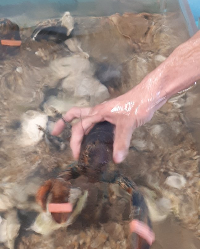 Homarus Centre-Pointe-du-Chene必去景点