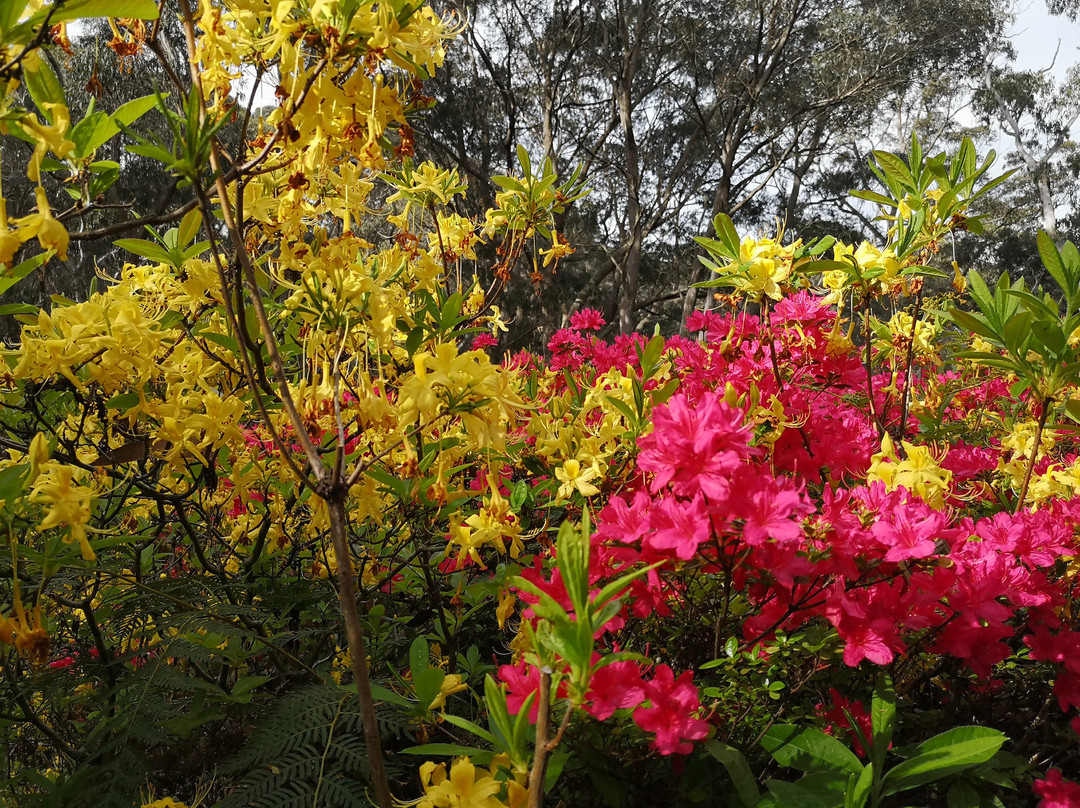 The Campbell Rhododendron Gardens景点图片