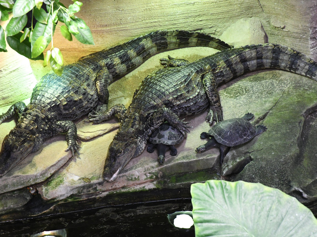 Parc de Lunaret - Zoo de Montpellier景点图片