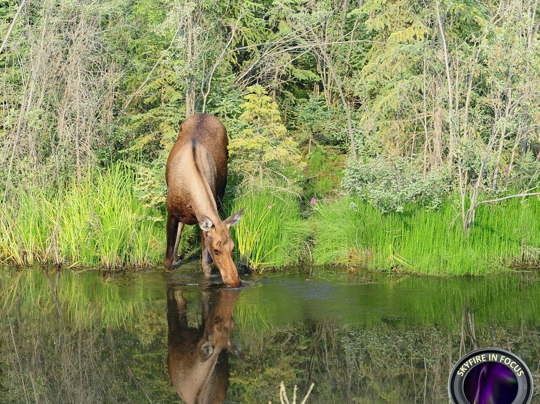 SkyFire In Focus Tours-费尔班克斯必去景点