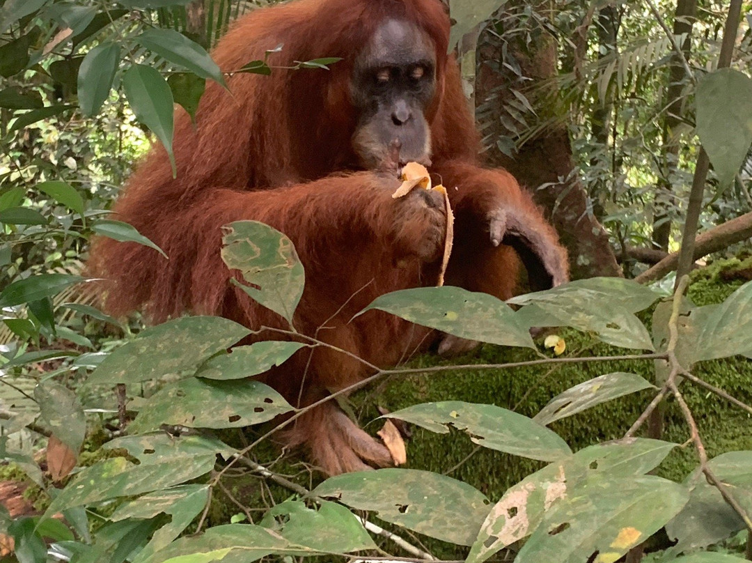 Jungle Edie-武吉拉旺必去景点