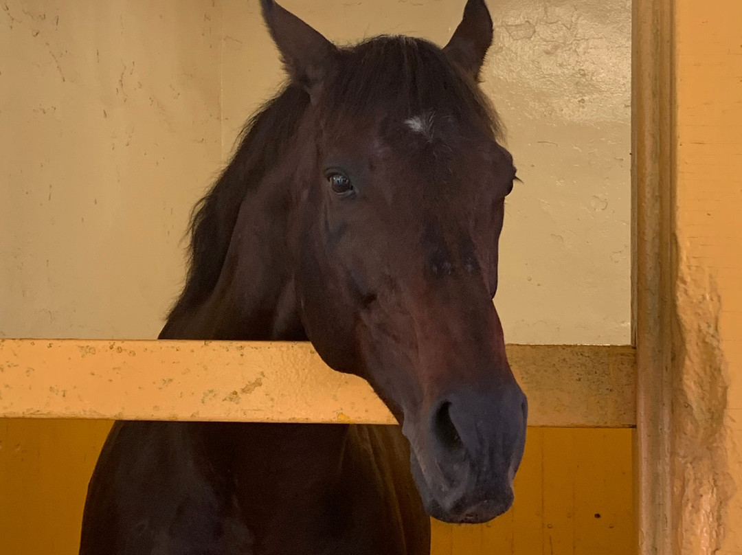 UnBridled Horse Tours-Midway必去景点