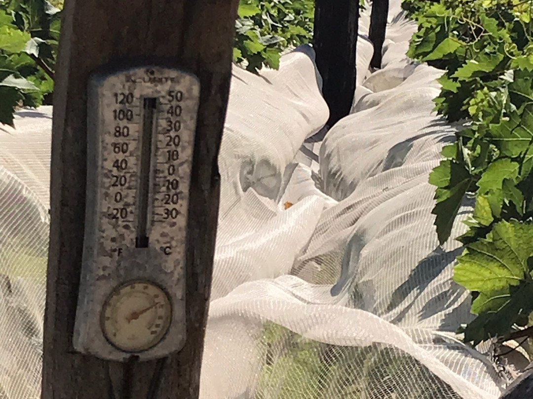 Vinicola Ferracini-Penapolis必去景点