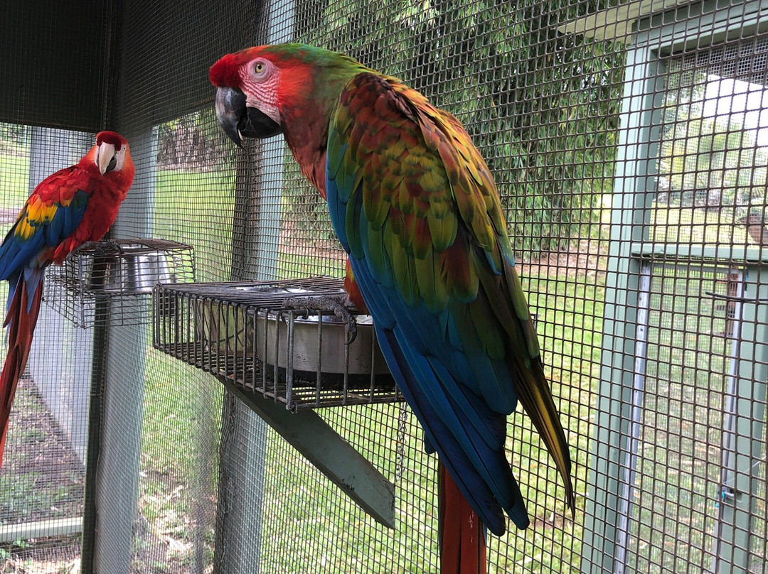 Parrots in Paradise Sanctuary景点图片