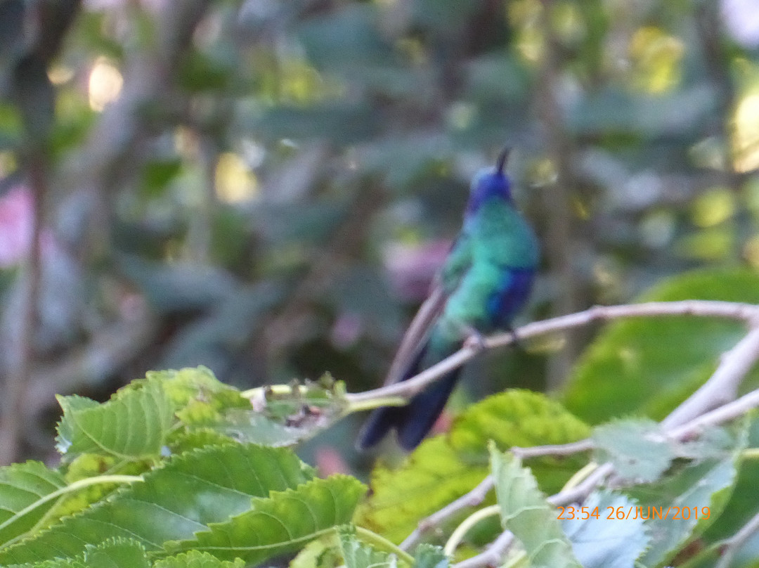 Puembo Birding Garden主图