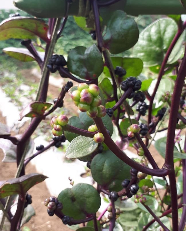 Begonia Garden-连旺必去景点