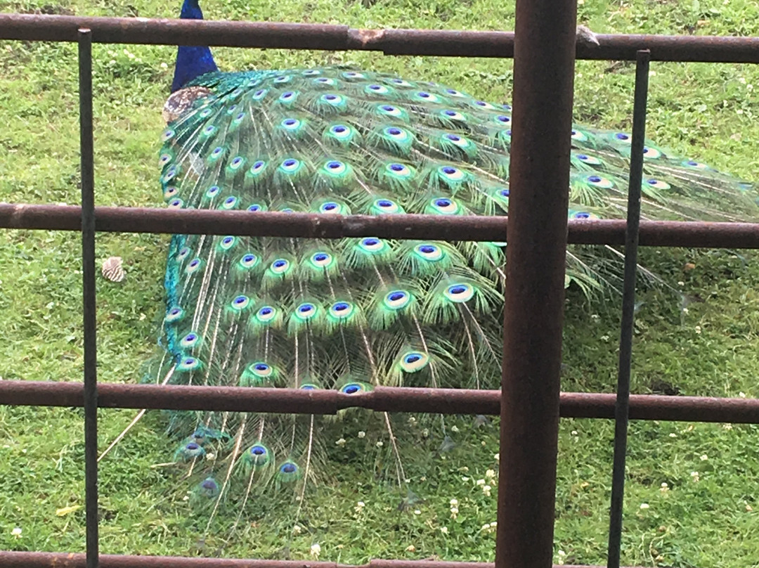 Bramble Park Zoo-沃特敦必去景点