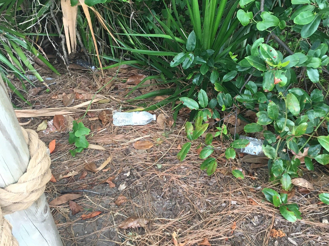 Jungle Safari Mini Golf-美特尔海滩必去景点