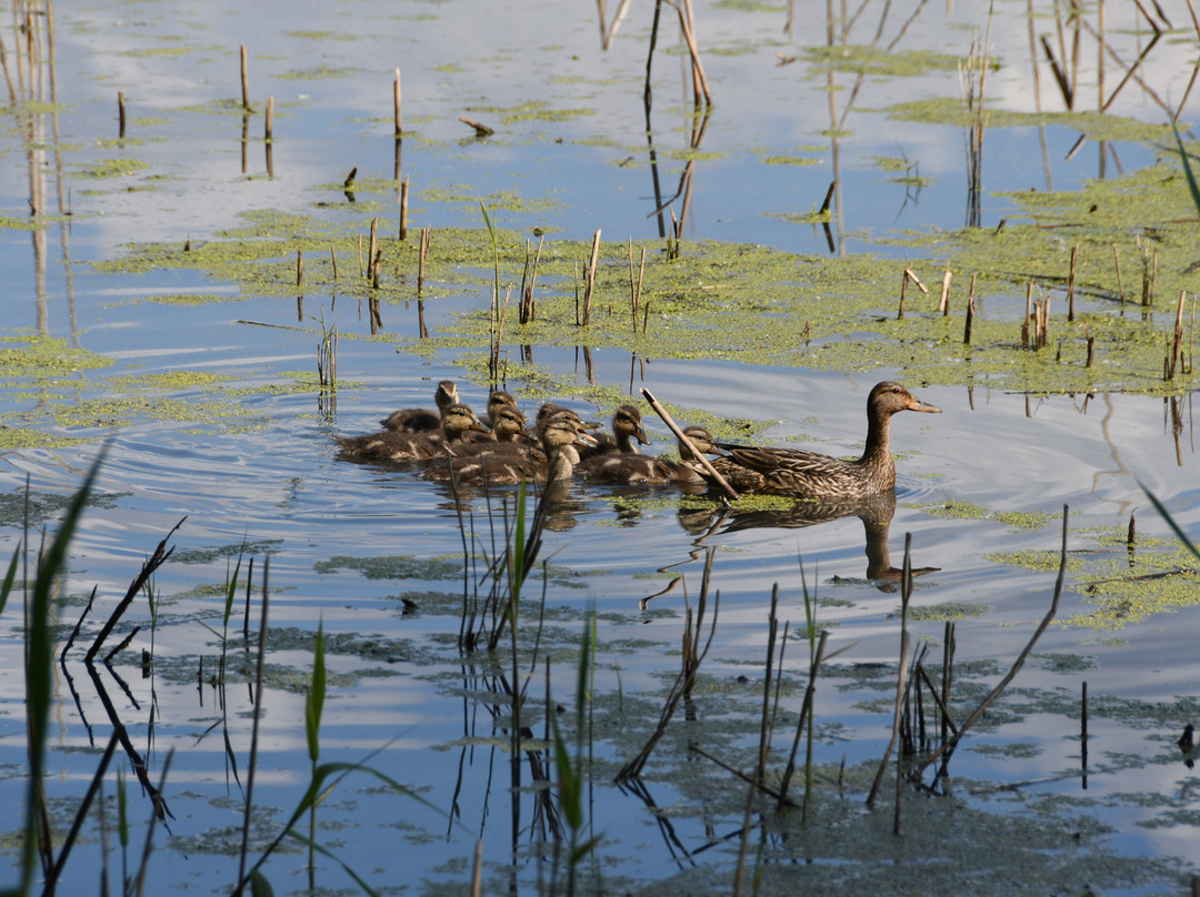 John Heinz National Wildlife Refuge at Tinicum景点图片