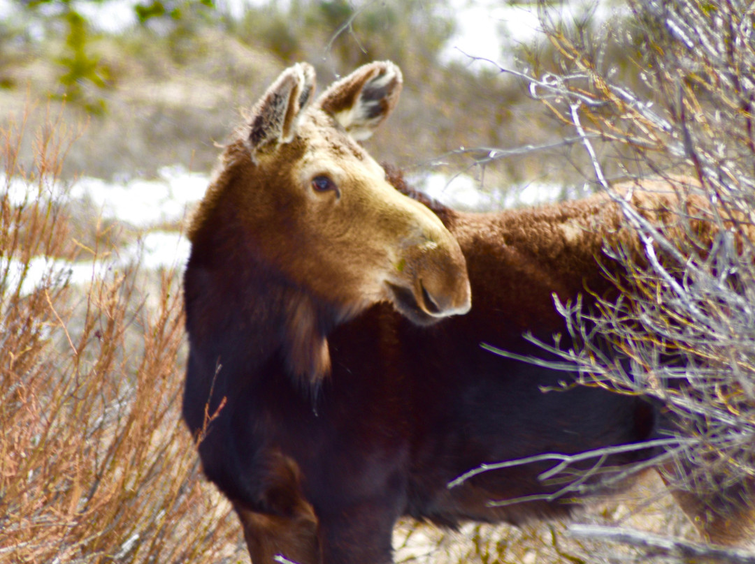 Pinedale Nature Tours-Pinedale必去景点
