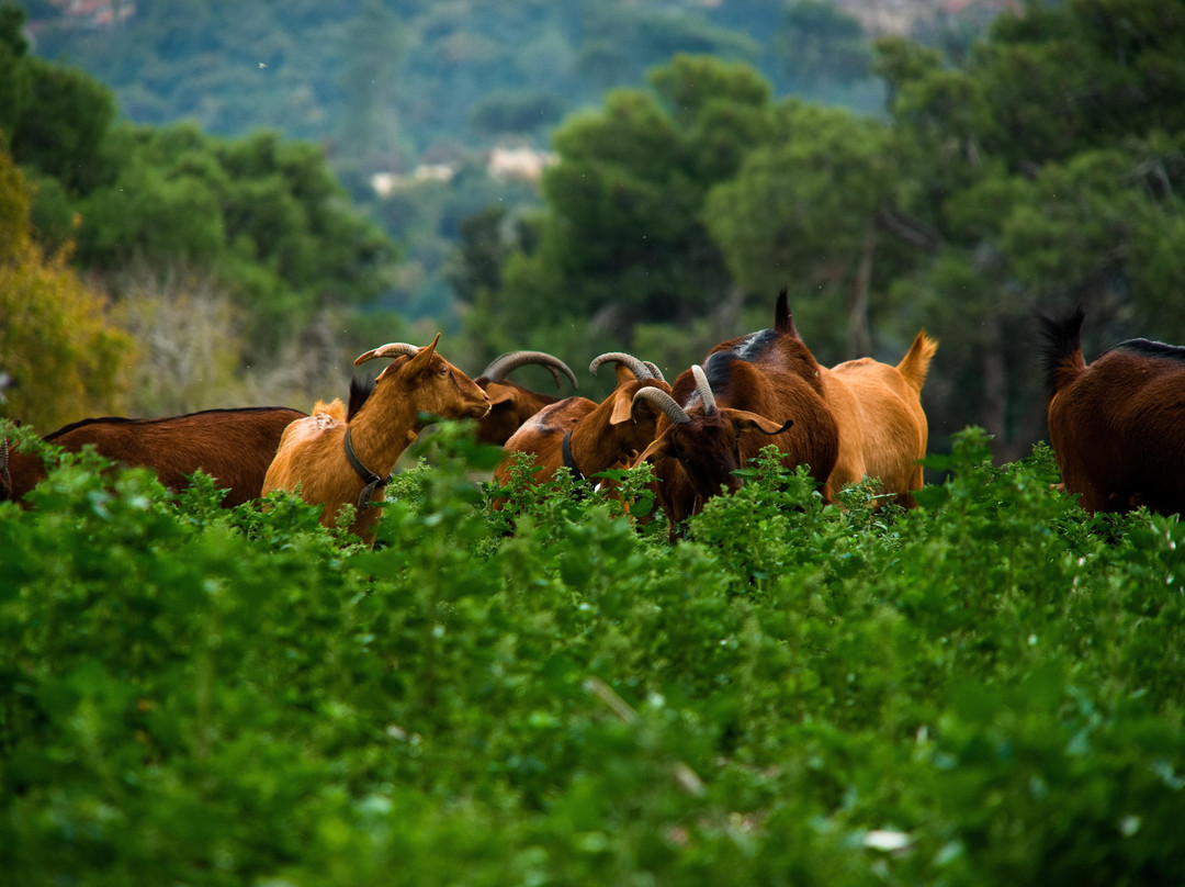Horesh goat cheese-Kiryat Tivon必去景点