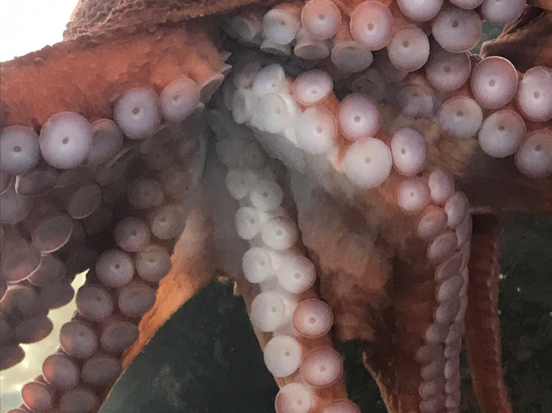 Port Townsend Marine Science Center-汤森港必去景点
