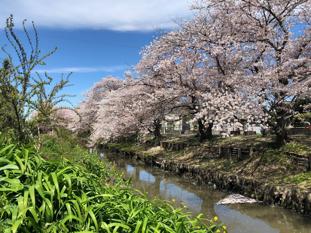 Shingashi River Cherry Blossoms-川越市必去景点