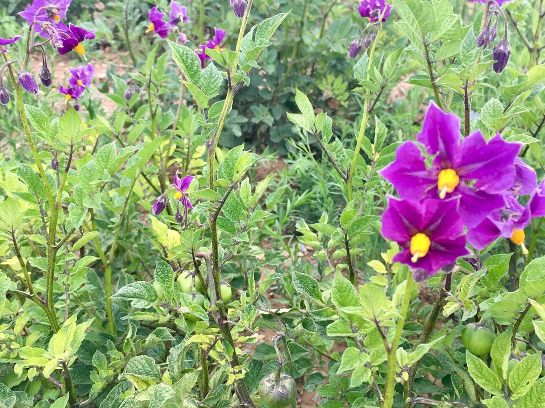 Pousada Villa Huaripampa主图