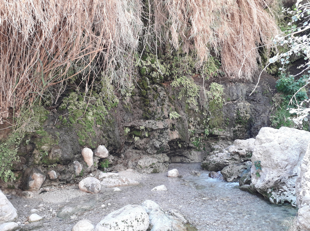 Ein Gedi Botanical Garden景点图片