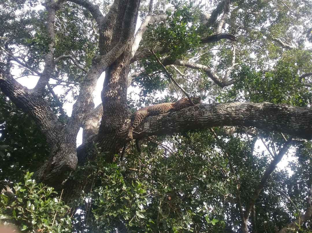 Hema Safari-蒂瑟默哈拉默必去景点