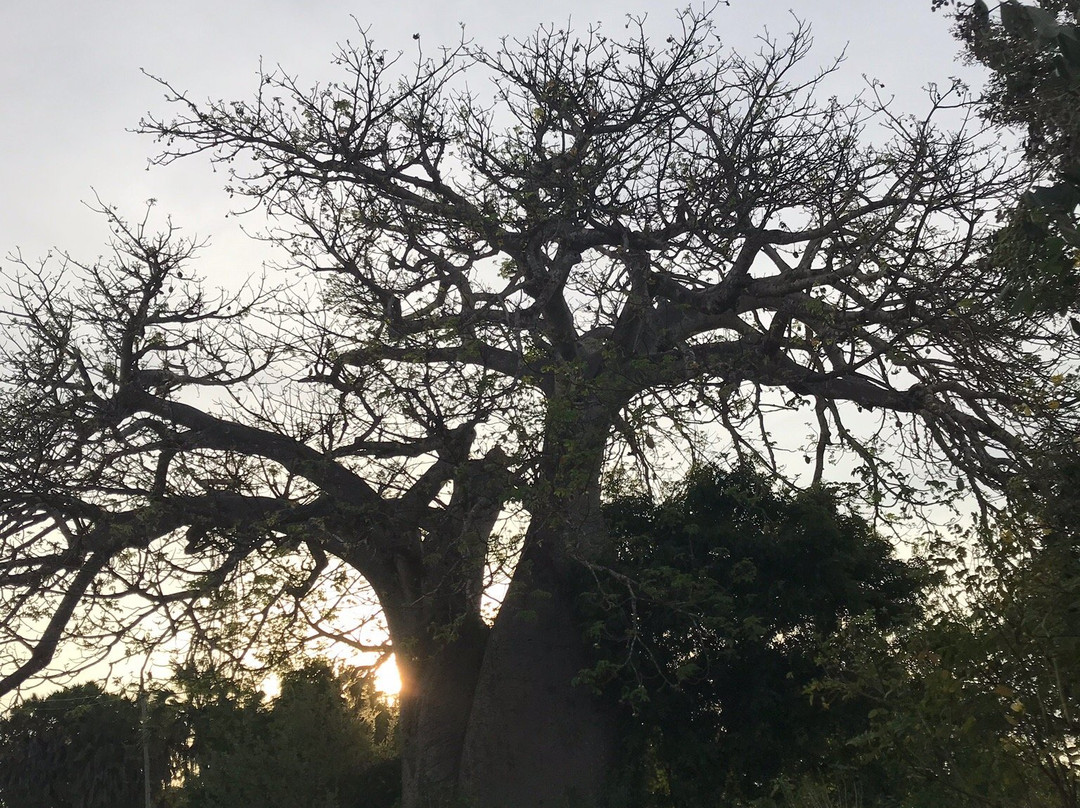 Kongo Mosque-Kwale必去景点