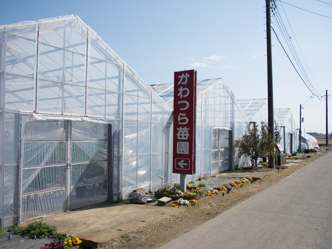 Kawatsura Strawberry Farm-山武市必去景点