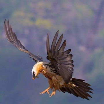 Ethio Simien Tour-贡德尔必去景点