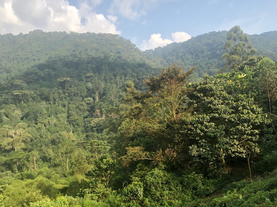 Bwindi Forest Lodge主图
