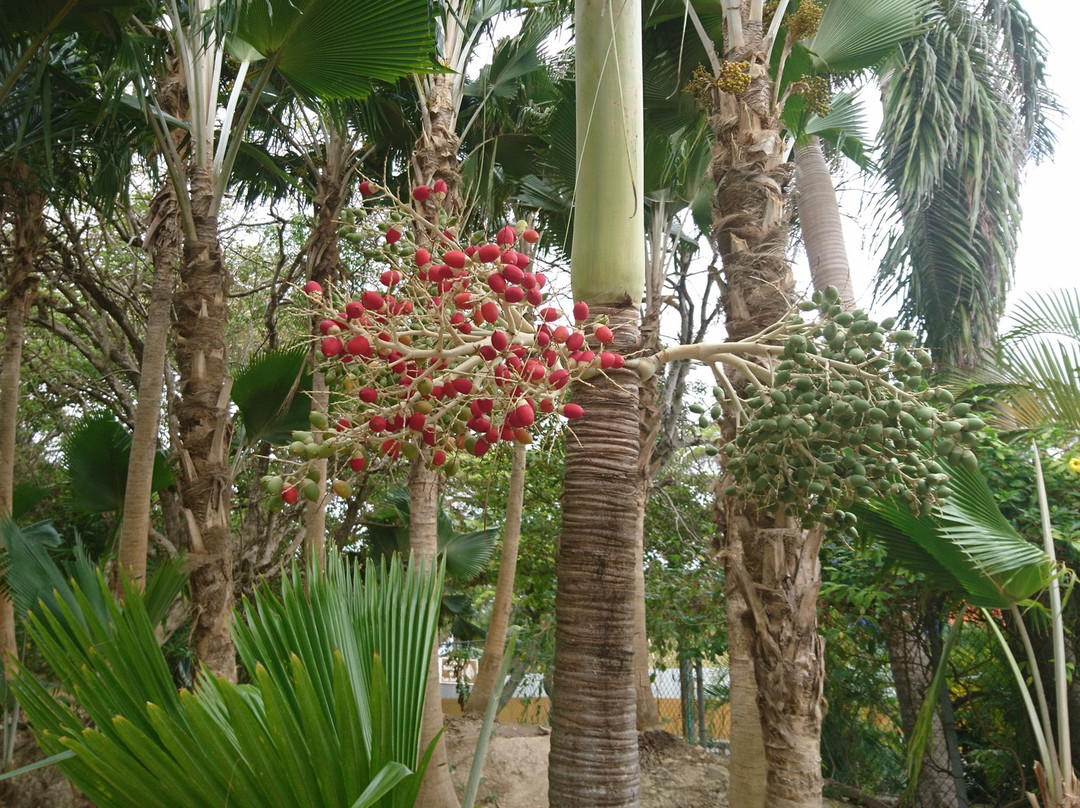 Jardín Botánico de San Andrés景点图片