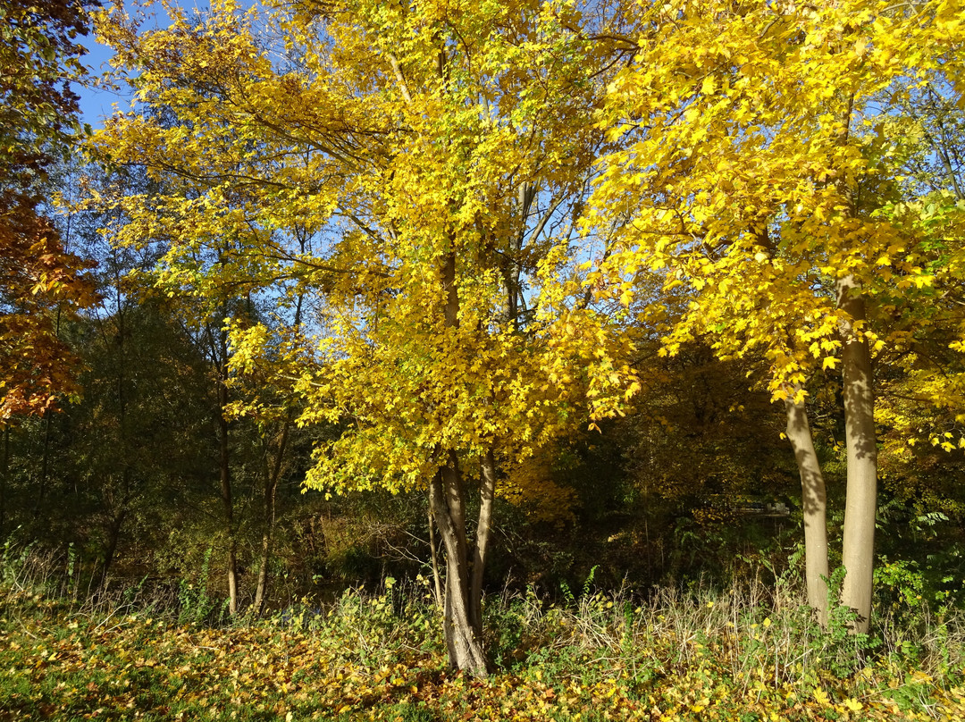 Rhoon旅游景点-Zuiderpark