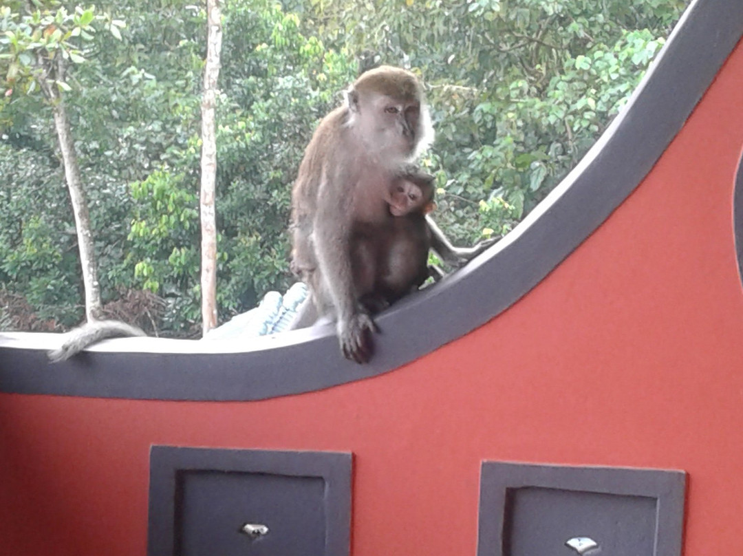 Hotel Orangutan主图