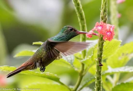 Hotel San Rafael Ecolodge主图