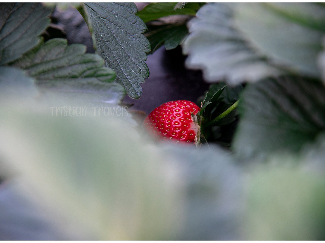 Mick Farms-圣克劳德必去景点