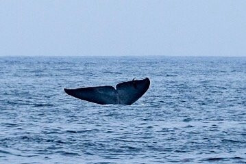 观鲸之旅景点图片