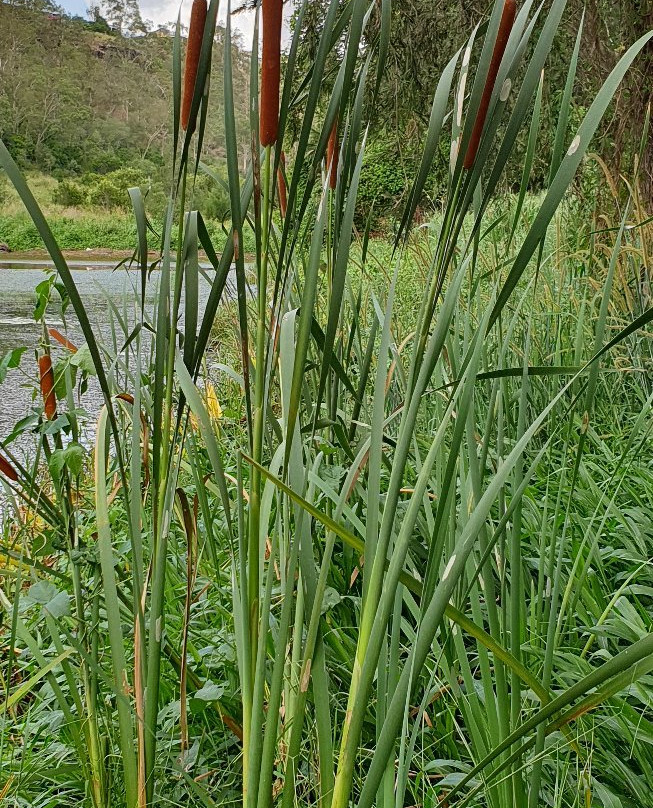 Colleges Crossing Recreational Reserve-伊普斯威奇必去景点