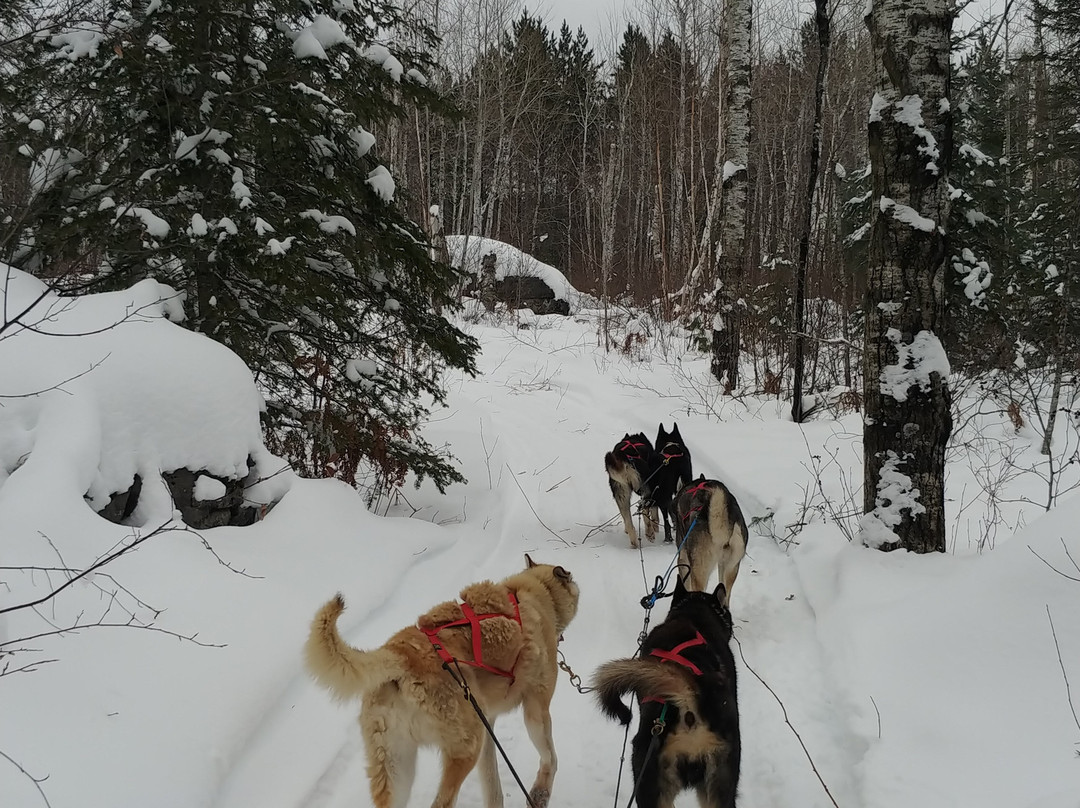 White Wilderness Sled Dog Adventures景点图片