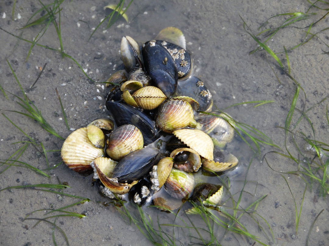 Schutzstation Wattenmeer - Nationalpark-Haus景点图片