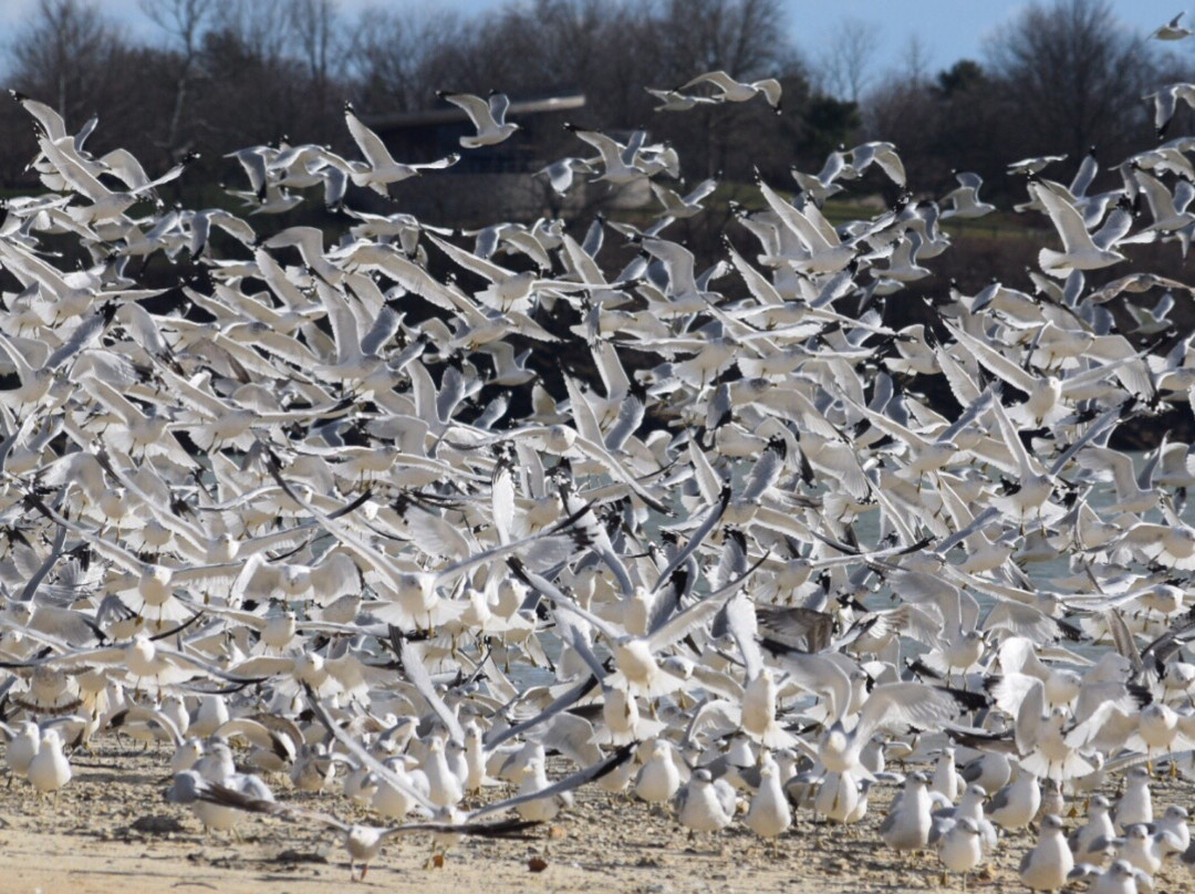 Blue Marsh Lake景点图片