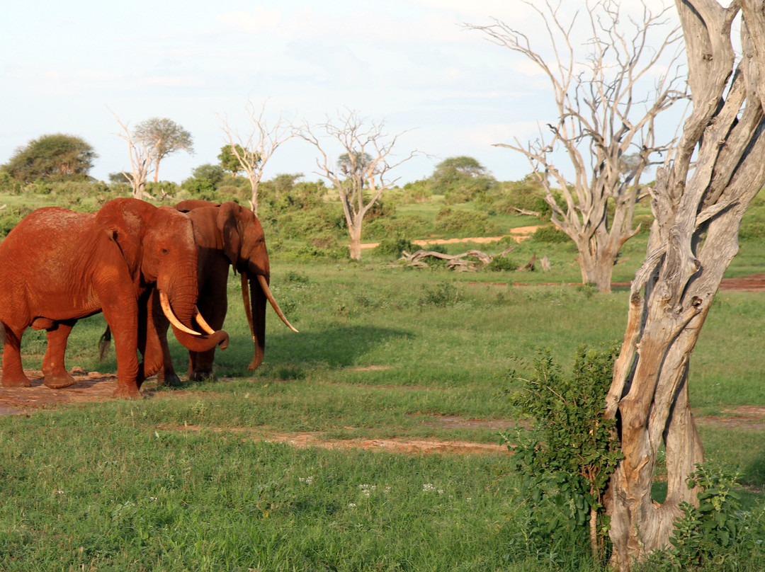 Dream Kenya Safaris景点图片