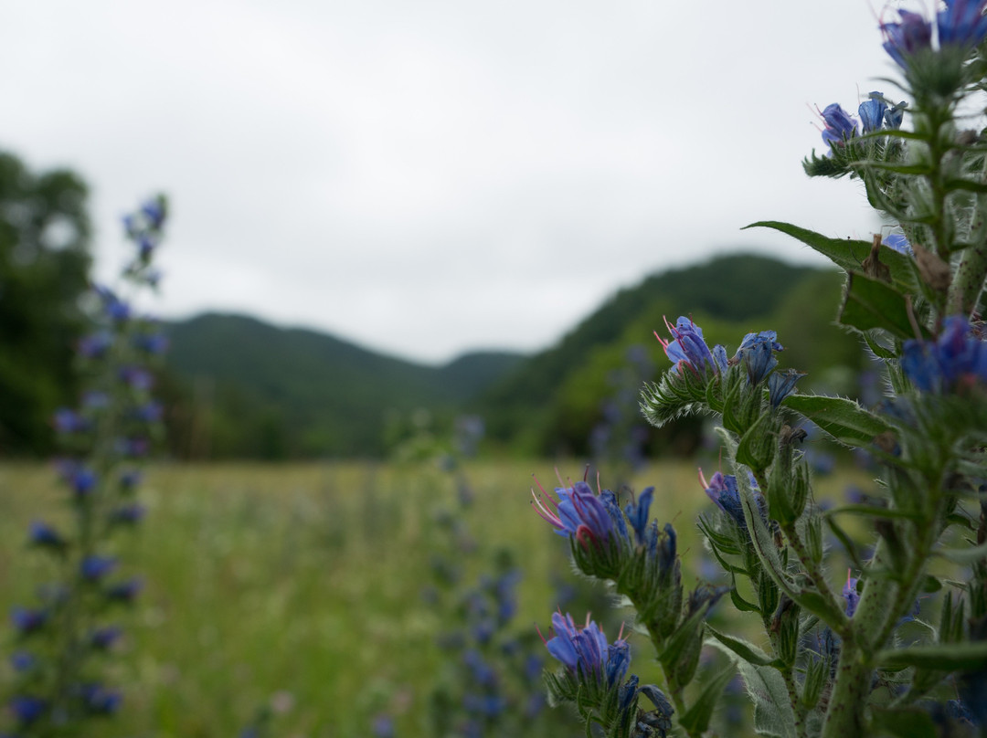 Alta Mons-Shawsville必去景点