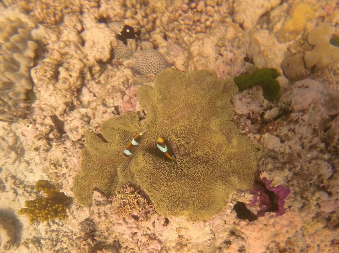Opal Reef-道格拉斯港必去景点