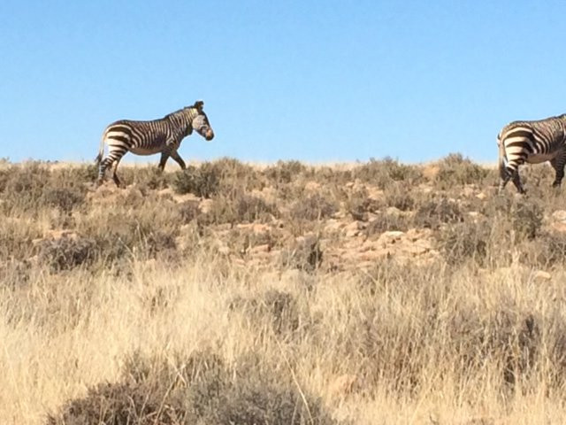 Mountain Zebra National Park景点图片