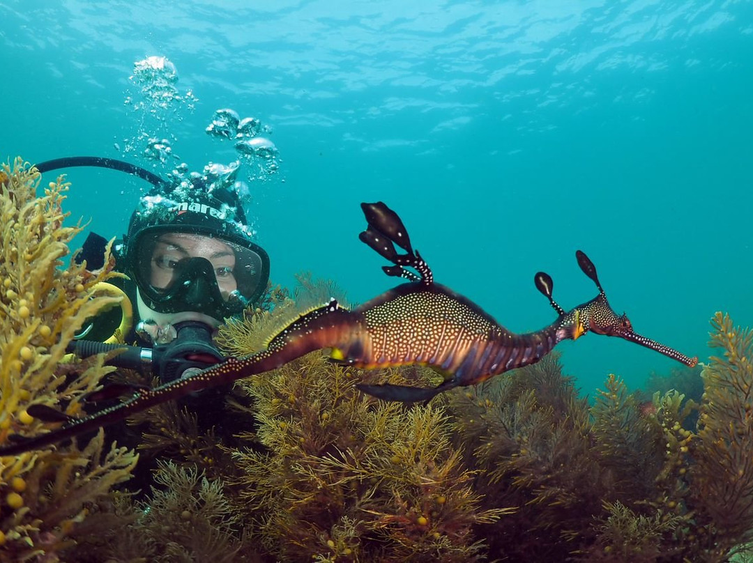 Bayplay-Discover SCUBA Diving!景点图片