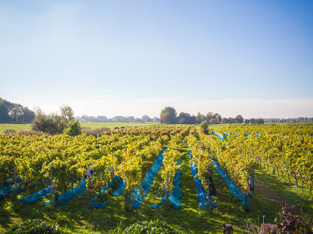 Wijngaard de Amsteltuin景点图片