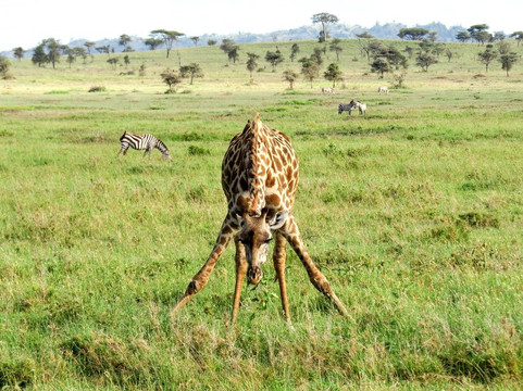 Sababu Safaris-阿鲁沙必去景点