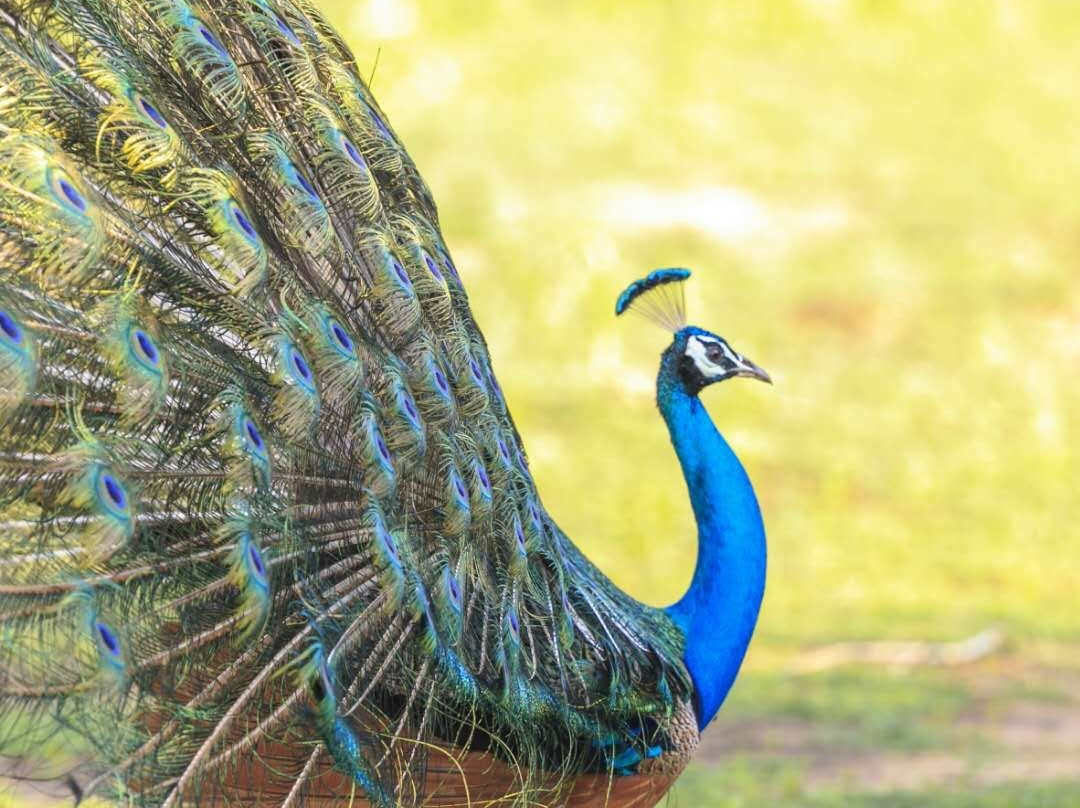 Kalametiya Bird Watching景点图片