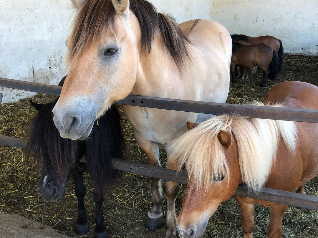 Centre Equestre de Magali景点图片