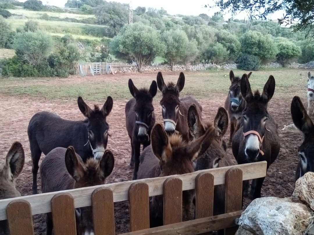 Menorca Donkey Rescue景点图片