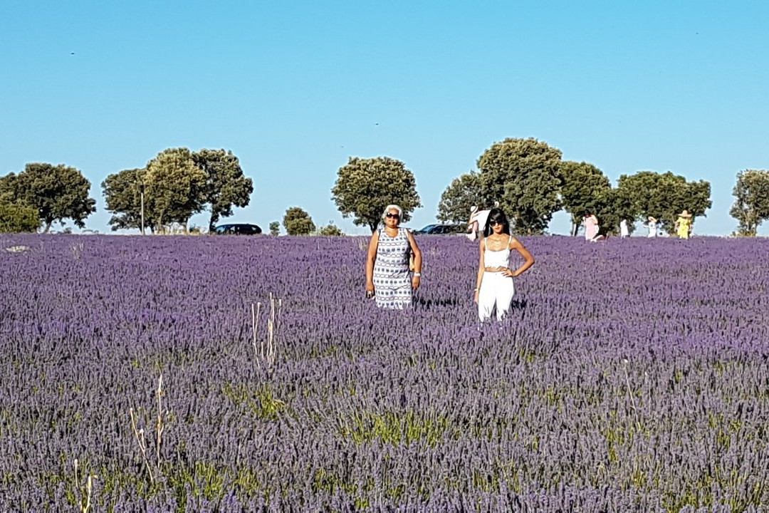 Campos De Lavanda-Brihuega必去景点